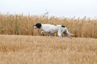 Picture of champion pointer pointing