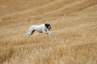 Picture of champion pointer running in full speed at field trial