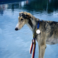 Picture of champion polish greyhound with medal