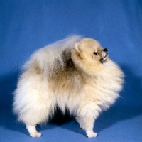 Picture of champion pomeranian side view, ch silver gem of hadleigh,