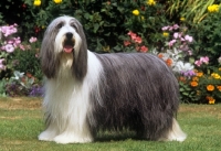 Picture of champion potterdale classic of moonhill (cassie), best in show crufts, in garden