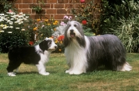 Picture of champion potterdale classic of moonhill (cassie), crufts best in show, bearded collie and puppy, moonhill's classydevil, standng on grass