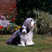 Picture of champion potterdale classic of moonhill (cassie), bearded collie and puppy, moonhill classy devil, sitting on grass