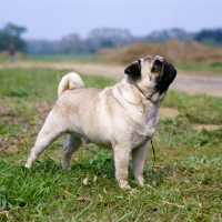 Picture of champion pug looking up
