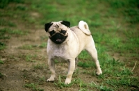 Picture of champion pug 
