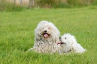 Picture of champion puli dog with young bitch