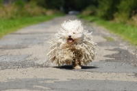 Picture of champion puli running