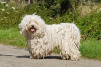 Picture of champion puli