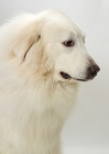 Picture of champion Pyrenean Mountain Dog profile