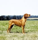 Picture of champion rhodesian ridgeback in a grass field