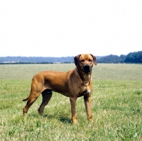 Picture of champion rhodesian ridgeback looking at the camera