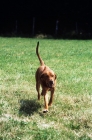 Picture of champion rhodesian ridgeback, trotting towards camera