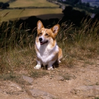 Picture of champion rivona twice the fun (sam), pembroke corgi sitting on a rough path