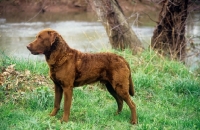 Picture of champion rockruns goosebuster chesapeake bay retriever in usa, side view