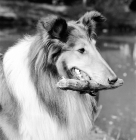 Picture of champion rough collie holding a stick, ch lovely lady of glenmist