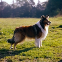 Picture of champion rough collie, on grass