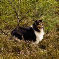 Picture of champion rough collie