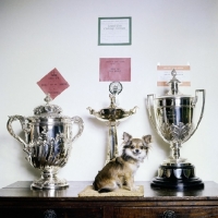 Picture of champion rozavel tarina song, chihuahua sitting with crufts reserve best in show trophies