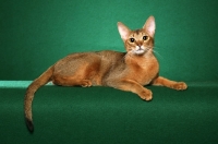 Picture of champion ruddy Abyssinian male crouched against a bright green background looking at camera.