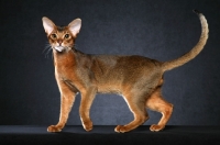 Picture of champion ruddy Abyssinian Male standing to left, looking at camera against black background, one paw raised.