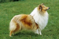 Picture of Champion sable collie