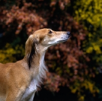 Picture of Champion saluki against autumn leaves gazing upwards, winner hound group crufts 1991