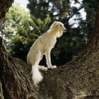 Picture of Champion Saluki sitting in tree