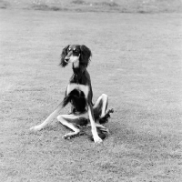 Picture of champion saluki