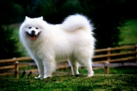 Picture of champion samoyed, Ch Lucky Star of Ostyak