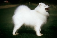 Picture of champion samoyed