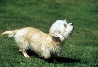 Picture of champion sandyclose scilla, dandie dinmont playing