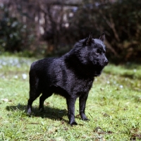 Picture of champion schipperke side view