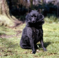 Picture of champion schipperke sitting on short grass