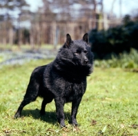 Picture of champion schipperke standing on grass