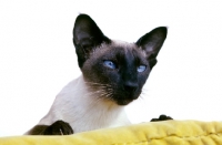 Picture of champion seal point siamese cat