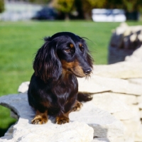 Picture of champion shenaligh fairy footsteps, miniature long haired dachshund on a wall