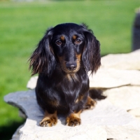 Picture of champion shenaligh fairy footsteps, miniature long haired dachshund sitting on a wall