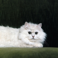 Picture of Champion Shengo Eleiza, Chinchilla cat looking into camera