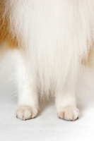 Picture of champion Shetland Sheepdog legs