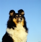 Picture of champion shetland sheepdog, portrait with a sky background