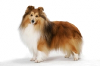 Picture of champion Shetland Sheepdog, side view
