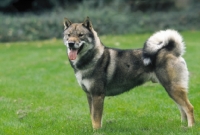 Picture of champion shikoku japanese hunting dog