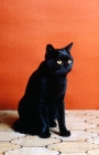 Picture of champion short hair black cat