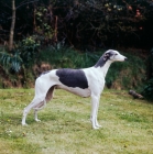 Picture of champion show greyhound standing on grass