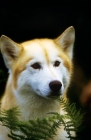 Picture of champion siberian husky, portrait
