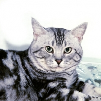 Picture of champion silver tabby american shorthair cat