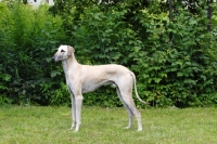 Picture of champion sloughi, sighthound of morocco