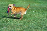 Picture of champion smooth coat chihuahua running carrying toy