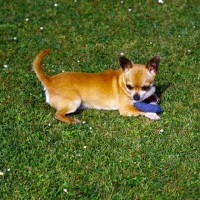 Picture of champion smooth coat chihuahua lying with toy on grass