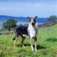 Picture of champion smooth collie with flying ears